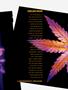 Page: - 49 | High Times