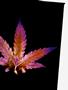 Page: - 51 | High Times