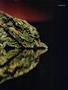 Page: - 51 | High Times
