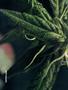 Page: - 50 | High Times