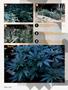 Page: - 64 | High Times