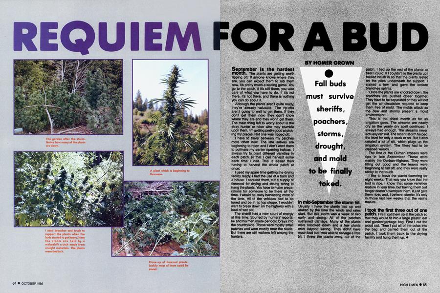 REQUIEM FOR A BUD