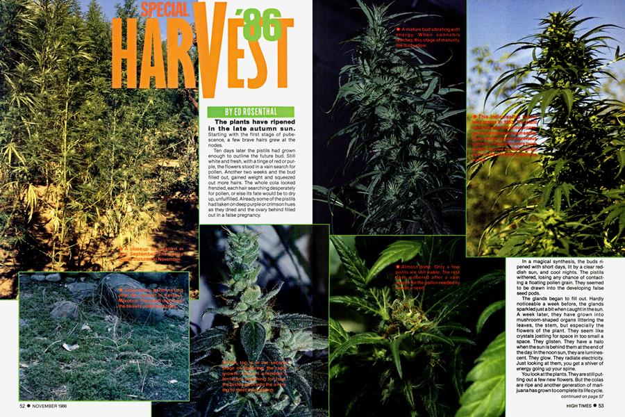 HARVEST HIGHS