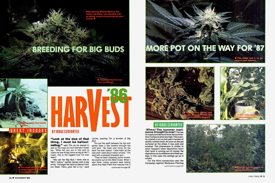 MORE POT ON THE WAY FOR '87