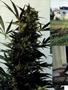 Page: - 46 | High Times