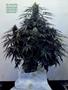 Page: - 49 | High Times