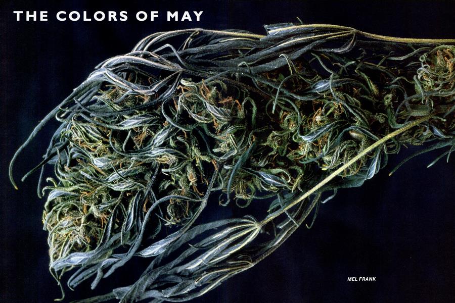 THE COLORS OF MAY