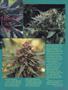 Page: - 49 | High Times