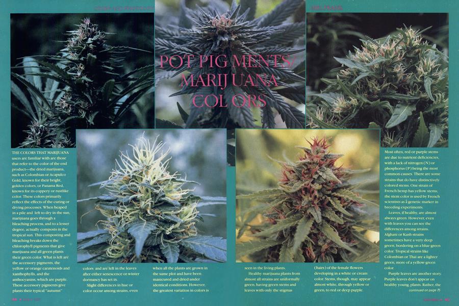 Best pot feminized seeds Panama Red for outside growing