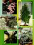Page: - 64 | High Times