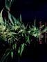 Page: - 51 | High Times