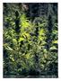 Page: - 64 | High Times