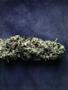 Page: - 51 | High Times