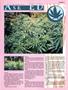 Page: - 61 | High Times