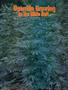 Page: - 40 | High Times