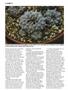 Page: - 38 | High Times
