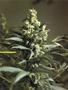 Page: - 45 | High Times