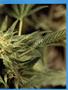 Page: - 51 | High Times