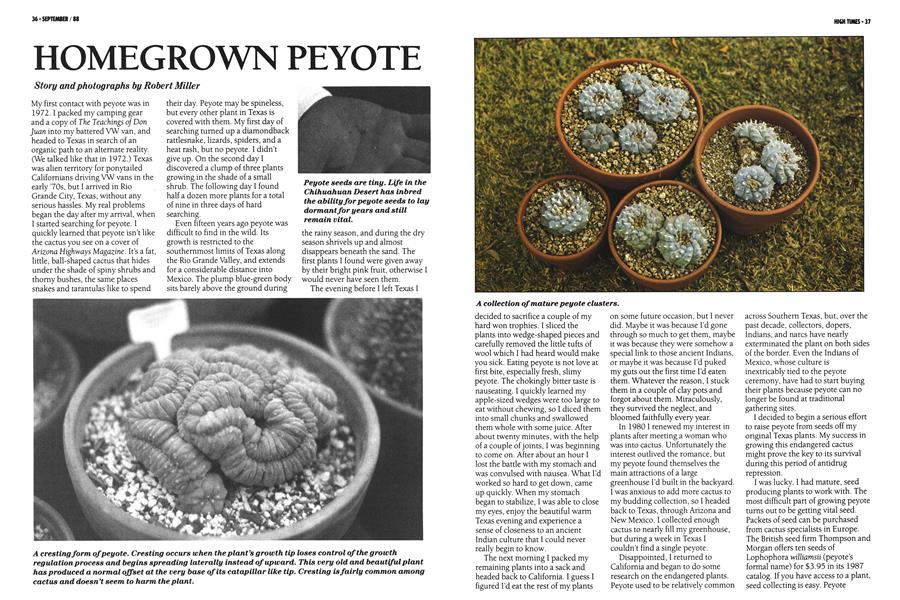 HOMEGROWN PEYOTE