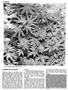 Page: - 44 | High Times
