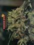 Page: - 50 | High Times