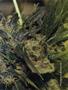 Page: - 51 | High Times