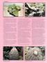 Page: - 38 | High Times
