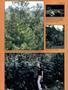 Page: - 45 | High Times