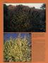 Page: - 48 | High Times