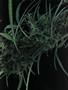 Page: - 51 | High Times