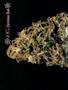 Page: - 50 | High Times