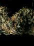Page: - 51 | High Times