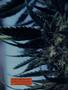 Page: - 50 | High Times