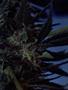 Page: - 51 | High Times