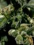 Page: - 50 | High Times