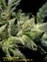 Page: - 51 | High Times