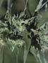 Page: - 51 | High Times