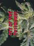 Page: - 50 | High Times