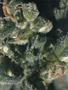 Page: - 51 | High Times