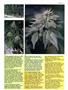 Page: - 53 | High Times