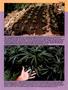 Page: - 47 | High Times