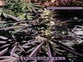 Page: - 50 | High Times