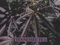 Page: - 51 | High Times