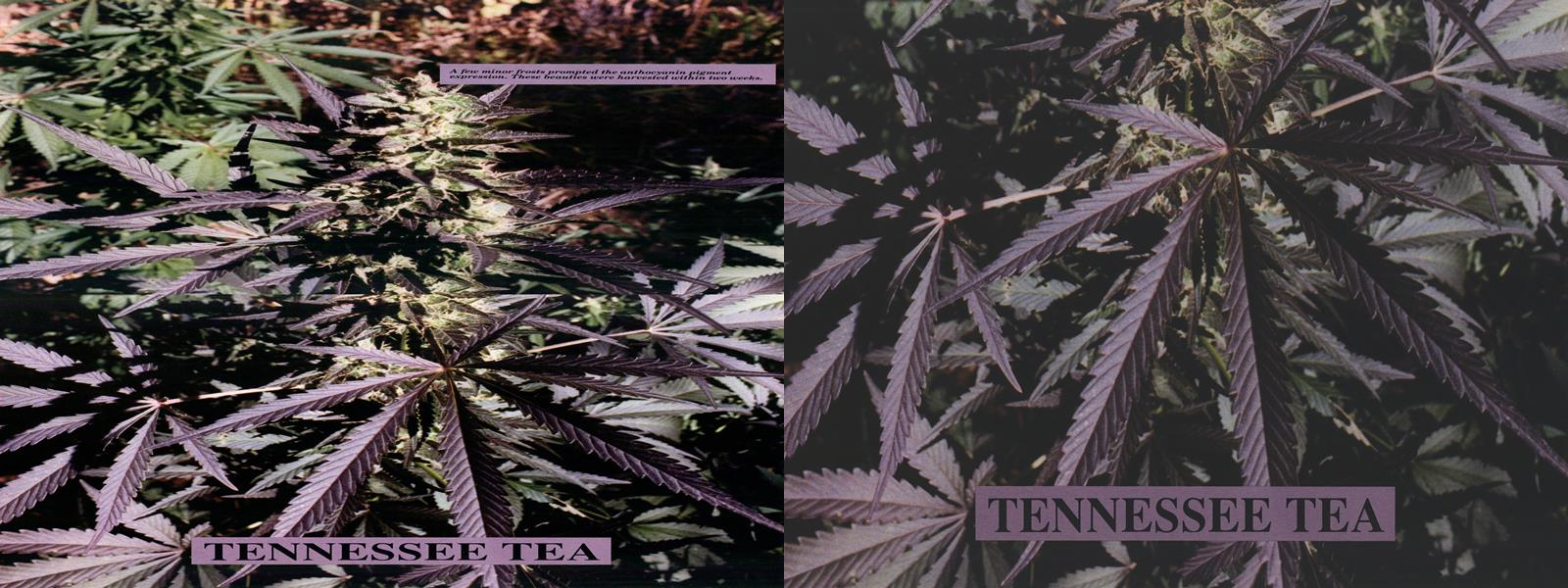 TENNESSEE TEA