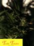 Page: - 51 | High Times