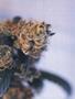 Page: - 43 | High Times