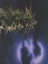 Page: - 43 | High Times