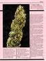 Page: - 41 | High Times