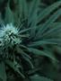 Page: - 43 | High Times