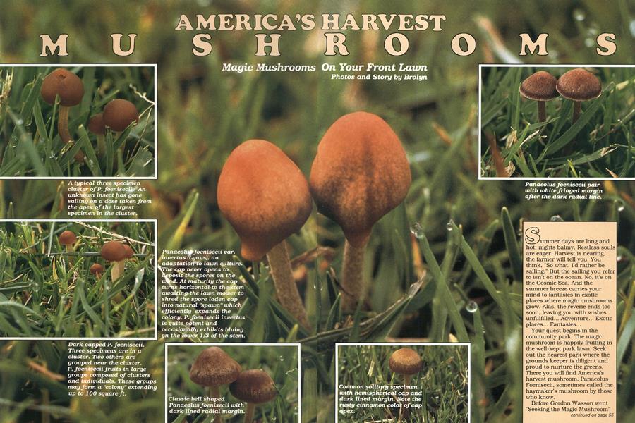 AMERICA'S HARVEST MUSHROOMS
